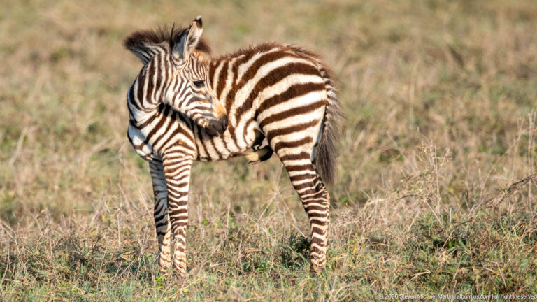 Plains zebra foal bending its head back to groom its striped flank in short grass.