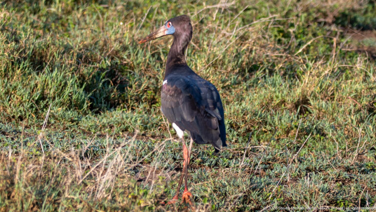 Saddle-billed stork standing in low wetland vegetation with black neck, white belly, red legs and long patterned bill.