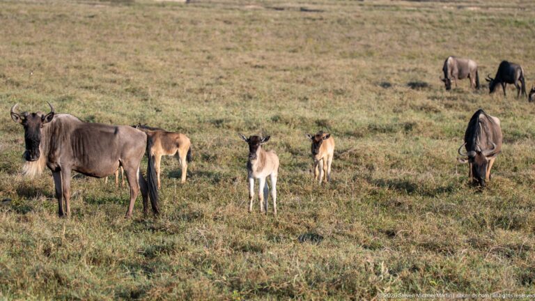Blue wildebeest adults and calves standing and grazing together on open crater grassland.