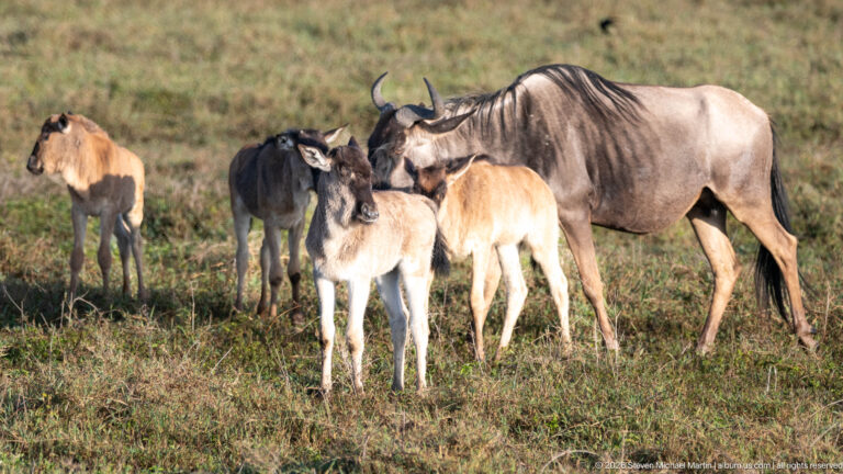 Adult blue wildebeest standing among several lighter-colored calves in short grass.