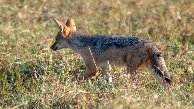 Black-backed jackal walking through grass in rear three-quarter view, showing the dark saddle across its back.