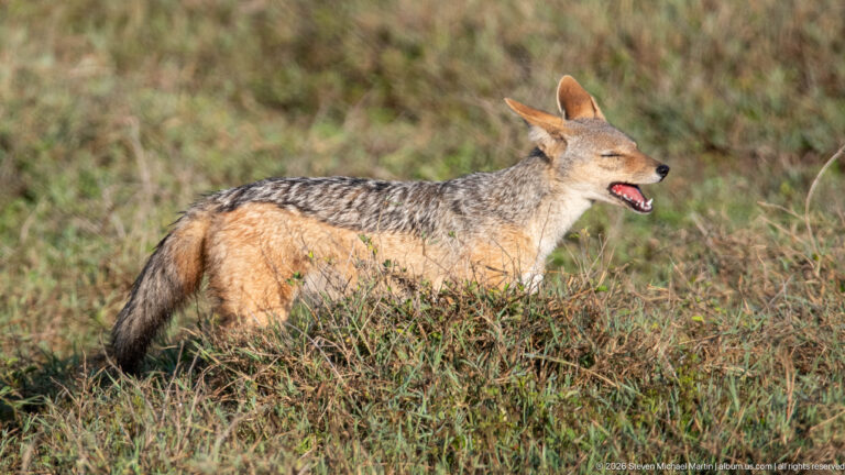 Black-backed jackal standing in grass with mouth open, pointed ears and dark saddle visible.