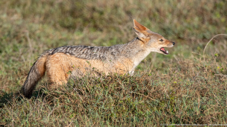 Black-backed jackal standing in profile with mouth open and tongue visible above low grass.