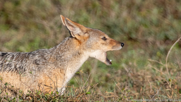 Black-backed jackal in side view with mouth open wide among short grass.