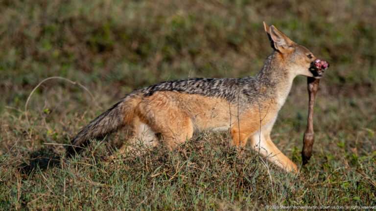 Black-backed jackal walking through grass with a long piece of prey tissue hanging from its mouth.
