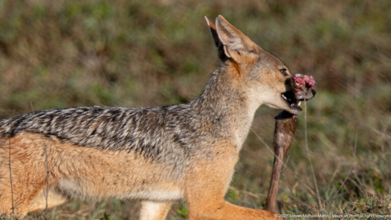 Black-backed jackal carrying a long strip of prey tissue in its mouth.