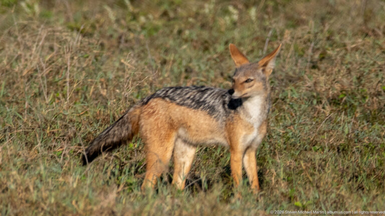 Black-backed jackal standing in grass and looking toward the camera, with dark saddle and reddish flanks.
