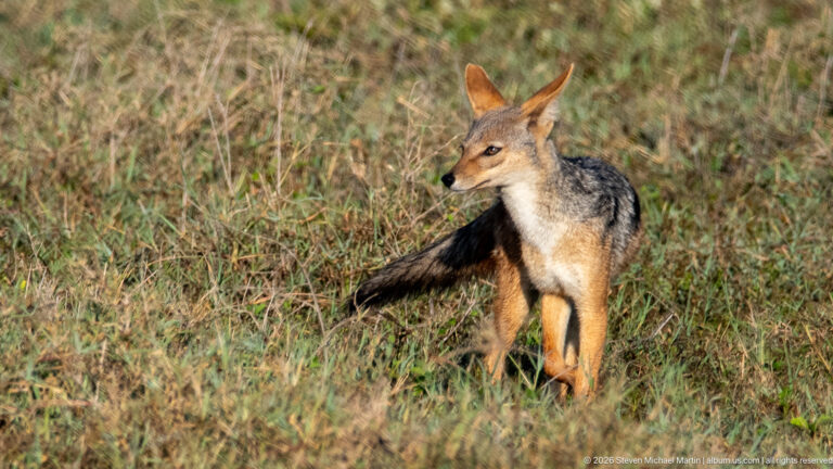 Alert black-backed jackal standing in short grass with pointed ears and bushy tail.