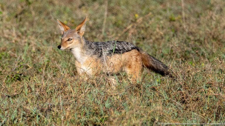 Black-backed jackal standing in side profile with black-silver saddle, rusty flanks and bushy tail.