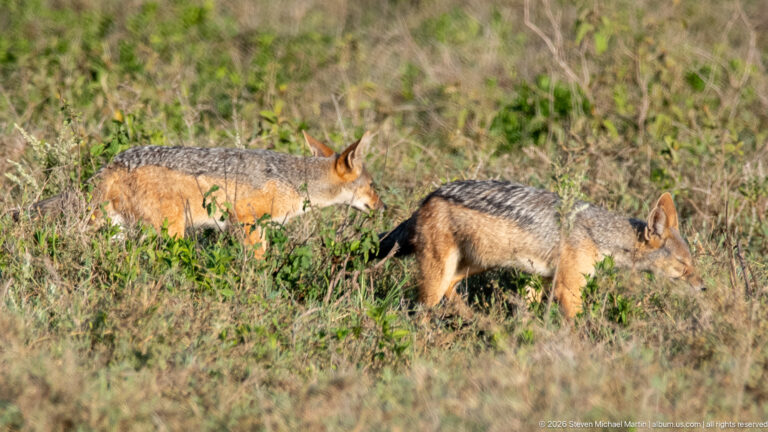 Two black-backed jackals walking through tall grass, showing rusty flanks and dark saddle markings.