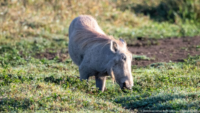Common warthog grazing with its snout down in low green vegetation.