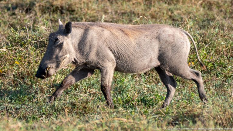 Common warthog walking in profile through short green-brown grass, with tusks and facial warts visible.