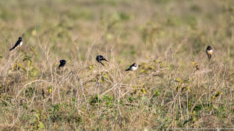 Several small dark and pale passerine birds perched on dry stems above tawny grass.