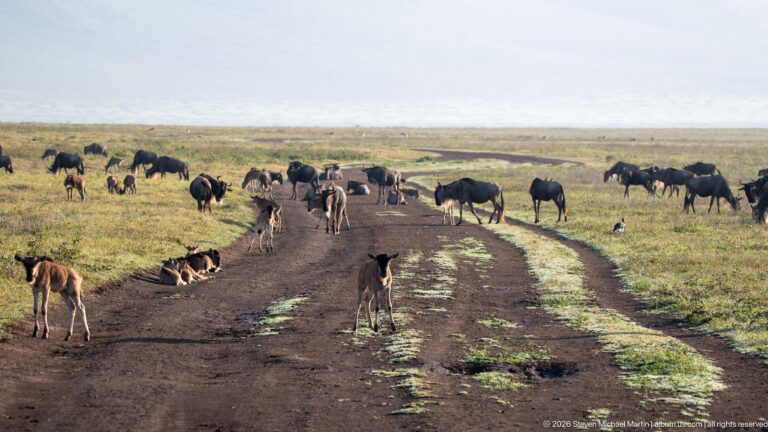 Blue wildebeest herd with calves scattered across a curving dirt track and surrounding grassland.