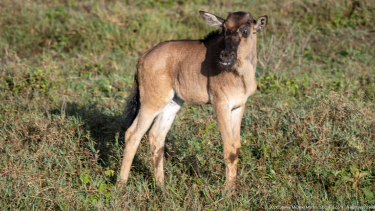 Young blue wildebeest calf standing in short grass with large ears, slender legs and dark muzzle.
