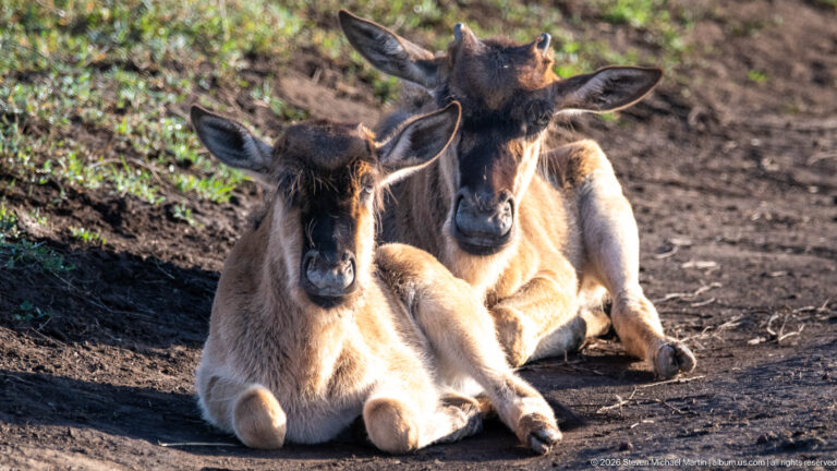 Two blue wildebeest calves resting together on bare ground with long legs folded beneath them.