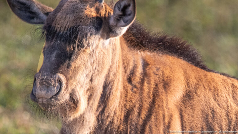 Close portrait of a young blue wildebeest calf with brown coat, large ears and a short dark mane.