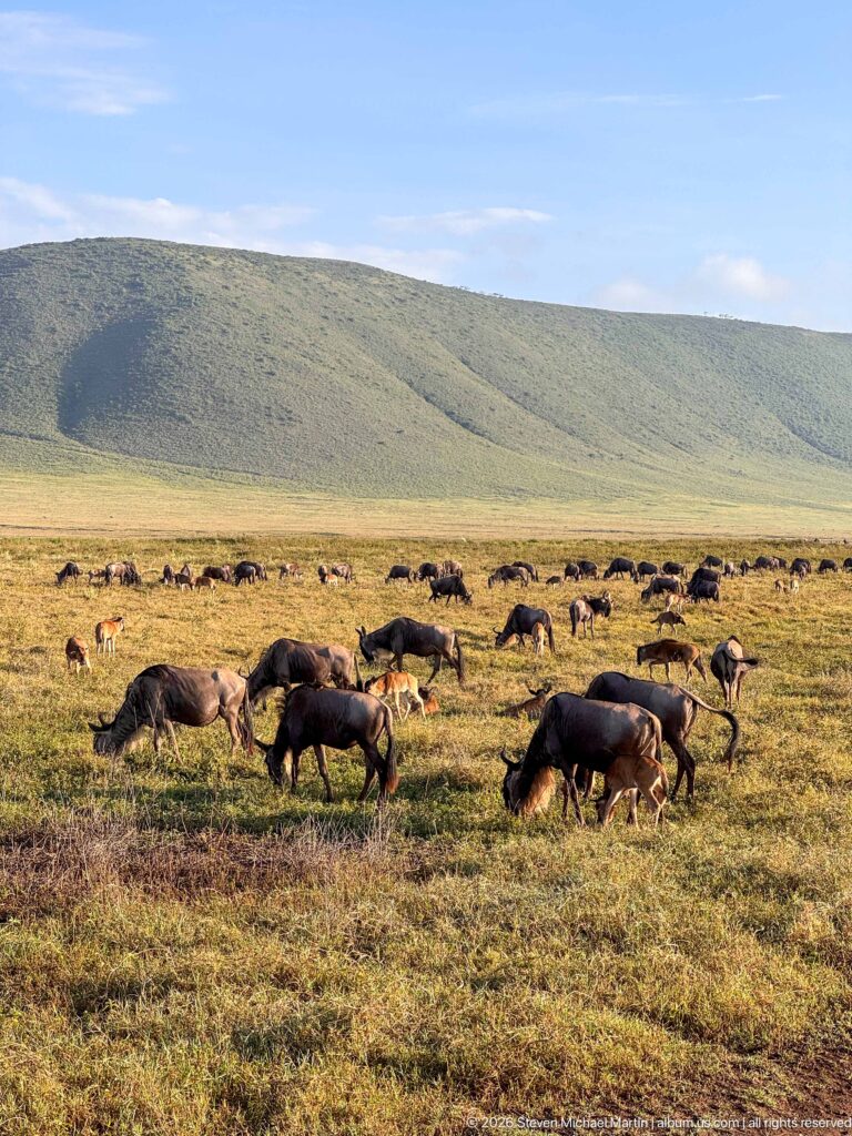 Large blue wildebeest herd grazing across open grassland below the green wall of Ngorongoro Crater.
