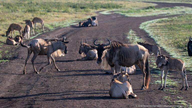 Blue wildebeest standing, resting and crossing on a dirt track through green crater grassland.