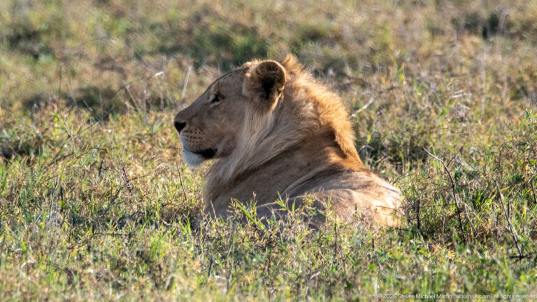 Young adult male lion resting in side profile with a developing mane rim-lit by warm sunlight.