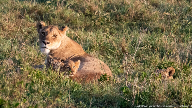 Seated lioness with lion cubs resting closely around her in tall sunlit grass.