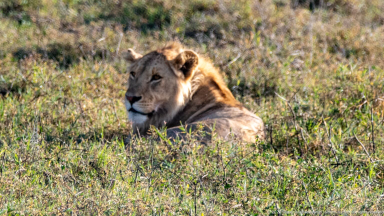 Young adult male lion reclining in sunlit grass with a light tawny mane visible around the head.