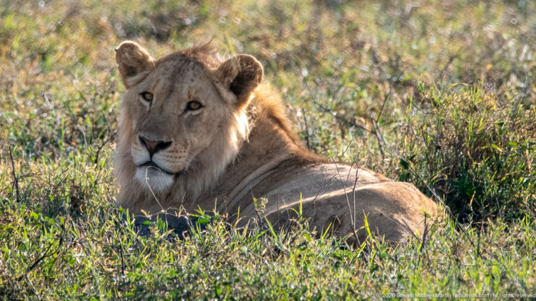 Young adult male lion resting in grass with a developing tawny mane around its face and neck.