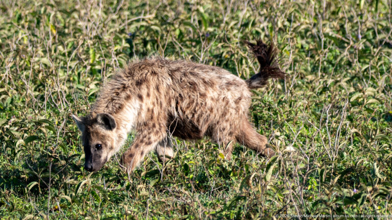 Spotted hyena walking through dense vegetation with its tail raised high.