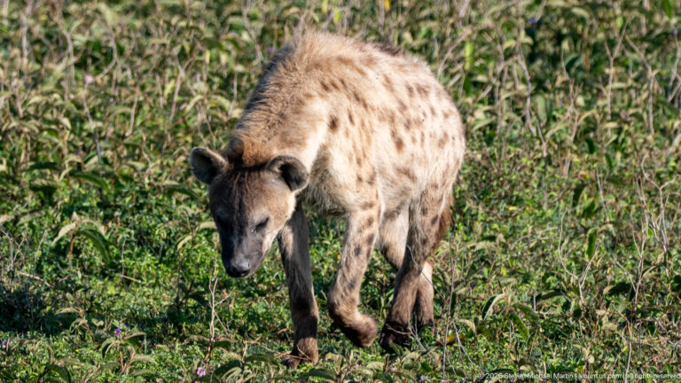 Spotted hyena walking toward the camera through low green vegetation.