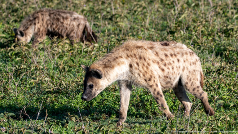 Spotted hyena walking through low green vegetation with a second hyena partly visible behind.