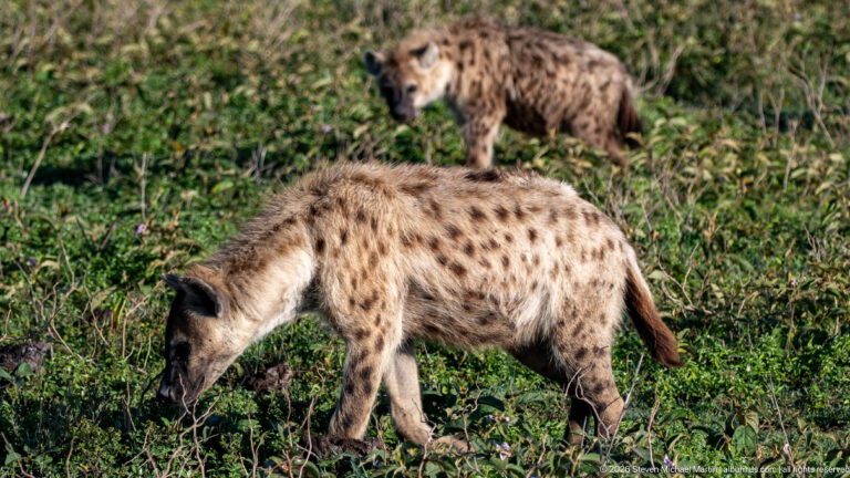 Two spotted hyenas in green vegetation, one walking broadside and another standing behind.