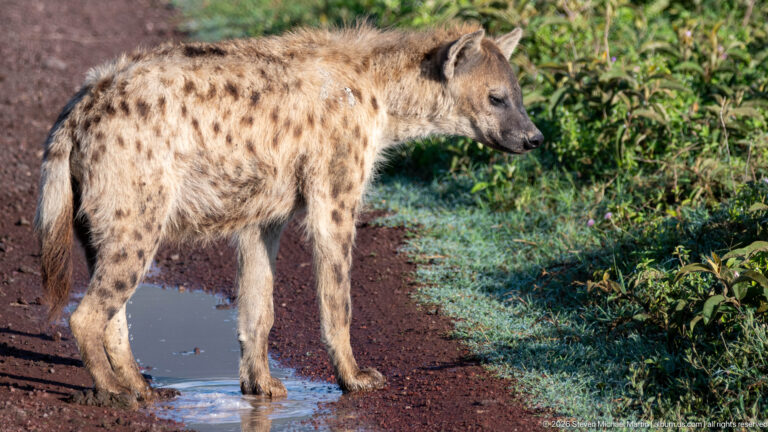Spotted hyena standing broadside on a damp red dirt track beside green vegetation.