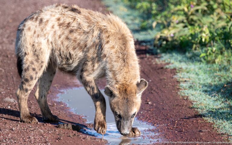 Full-body spotted hyena drinking from a roadside puddle beside green vegetation.