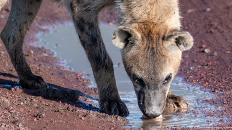 Spotted hyena drinking from a shallow puddle on a reddish dirt road.