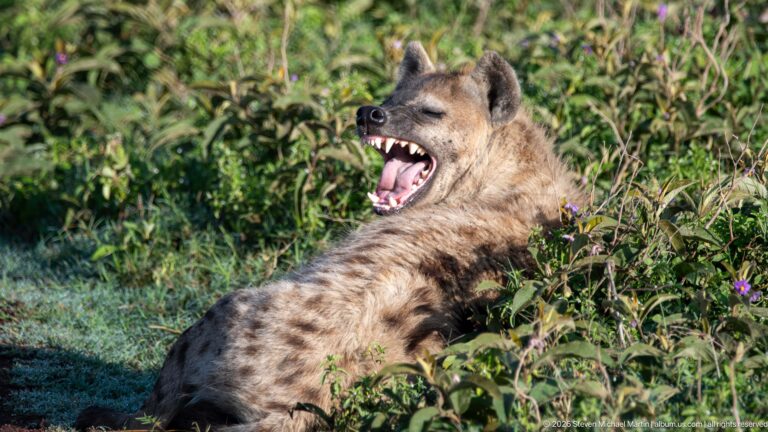Reclining spotted hyena yawning with mouth wide open and large teeth visible.