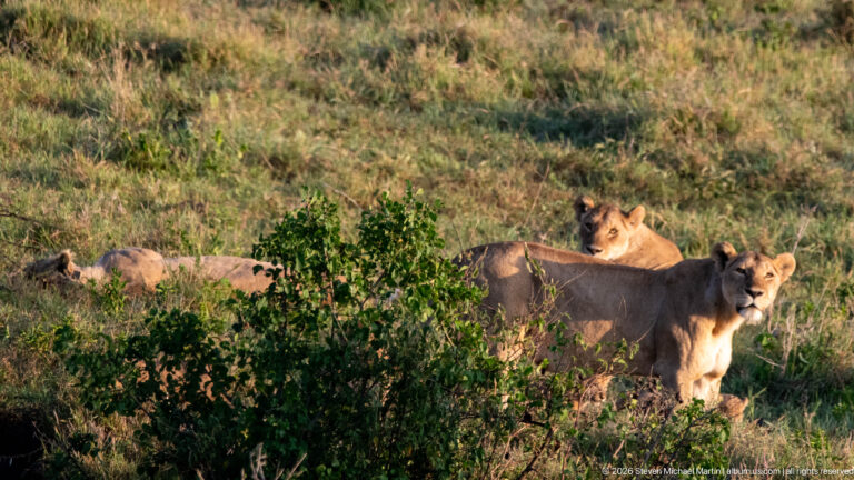 Two lionesses with partially hidden cubs among shrubs and grass on the Ngorongoro Crater floor.