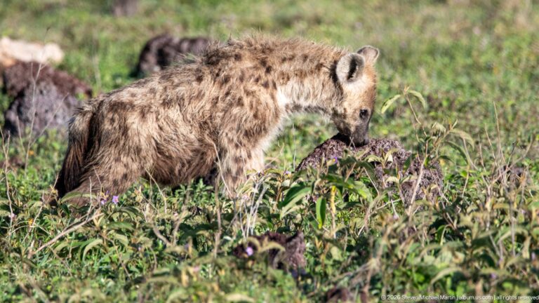 Spotted hyena walking in profile through green vegetation, showing dark spots and a coarse mane.