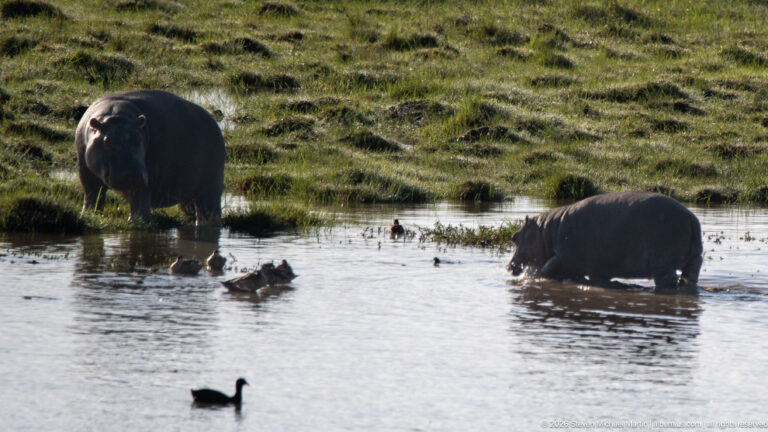 Two common hippopotamuses in shallow water, one facing forward and one wading in profile.