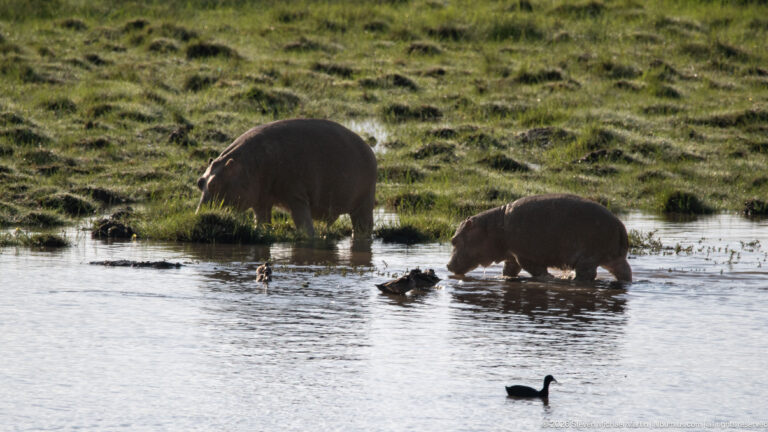 Two common hippopotamuses wading in a shallow pool with small waterbirds around them.