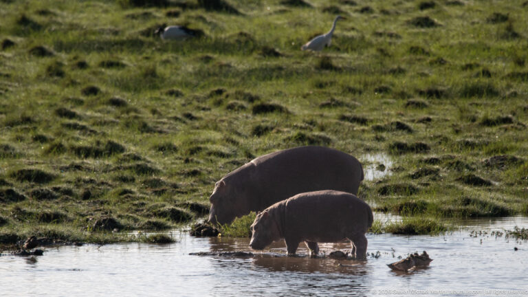 Two common hippopotamuses feeding at the edge of shallow water amid green marsh grass.
