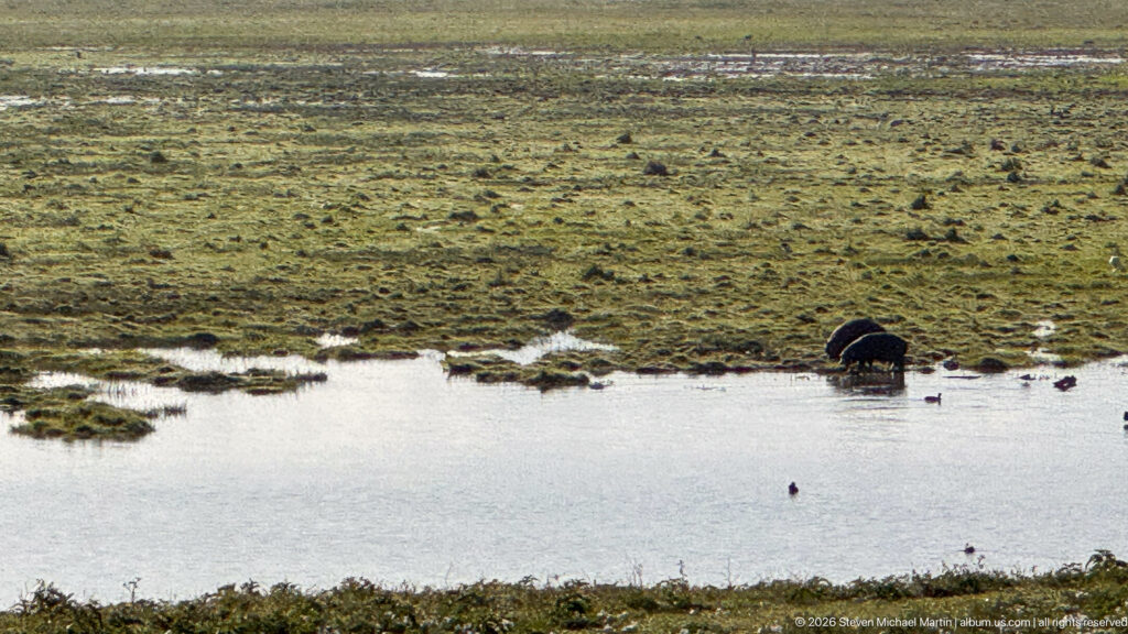 Distant common hippopotamus beside a reflective pool in a broad green crater wetland.