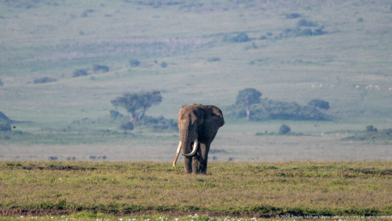 Front-facing African bush elephant approaching across short green crater grass.