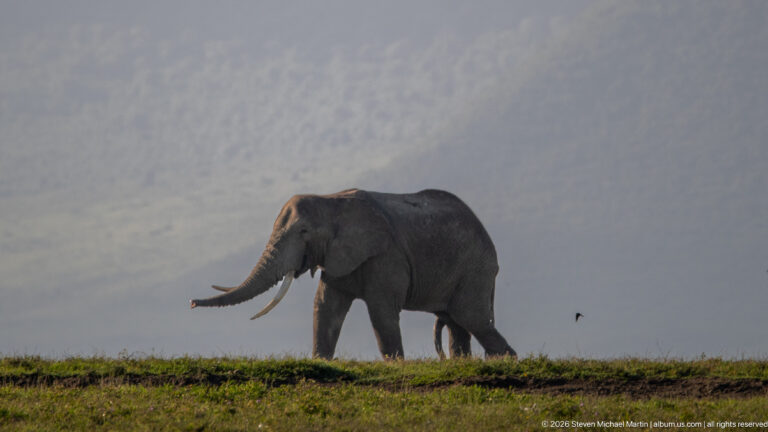 Backlit African bush elephant walking along a grassy ridge with its trunk extended forward.