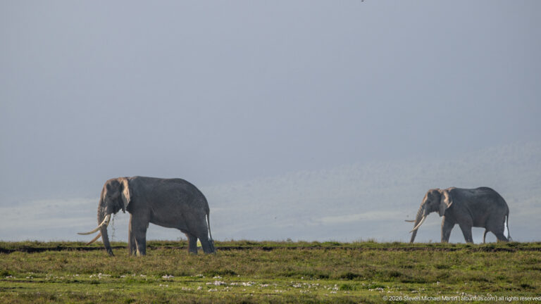 Two African bush elephants walking across green grass with hazy crater slopes behind.