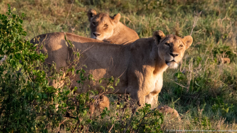 Standing lioness facing the camera with another lioness and partially hidden cubs behind her.