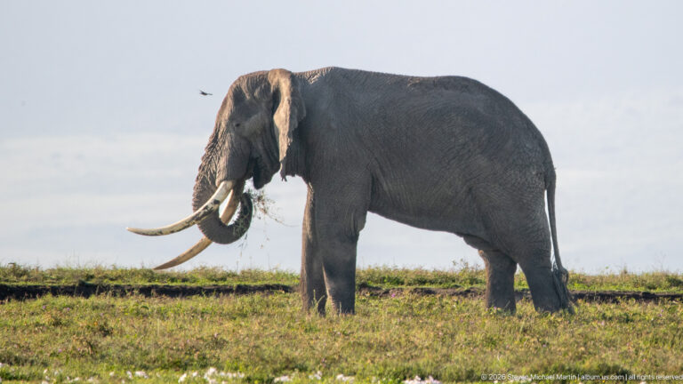 Large African bush elephant in profile with very long curved tusks and trunk hanging toward the grass.