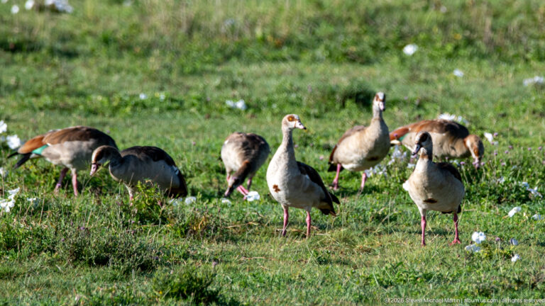 Egyptian geese standing and grazing in low green vegetation, with two upright birds nearest the camera.