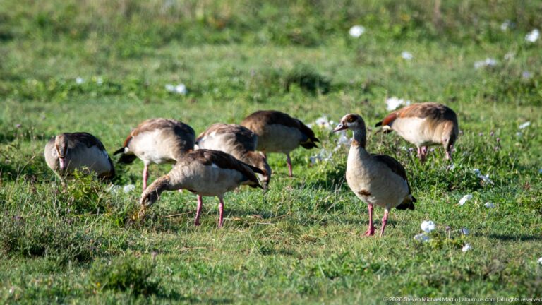 Egyptian geese grazing in green grass, with buff bodies, dark eye patches and pink legs visible.