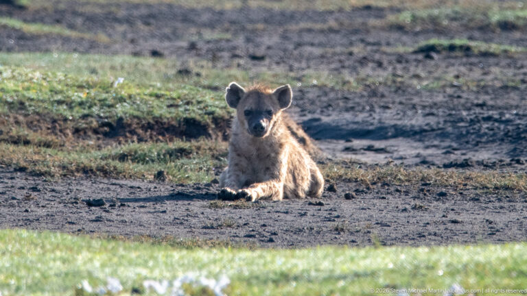 Spotted hyena resting upright on bare ground beside short green vegetation.