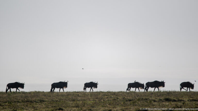 Silhouetted blue wildebeest walking in a line along a low ridge beneath a pale sky.